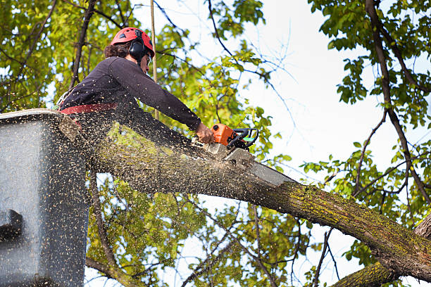 Best Tree Health Inspection  in Gresham Park, GA